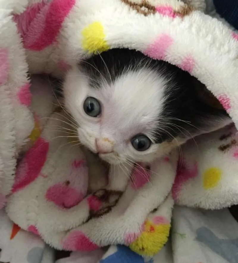 Котята няшки