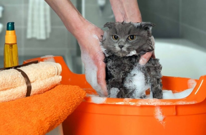 Кот купается