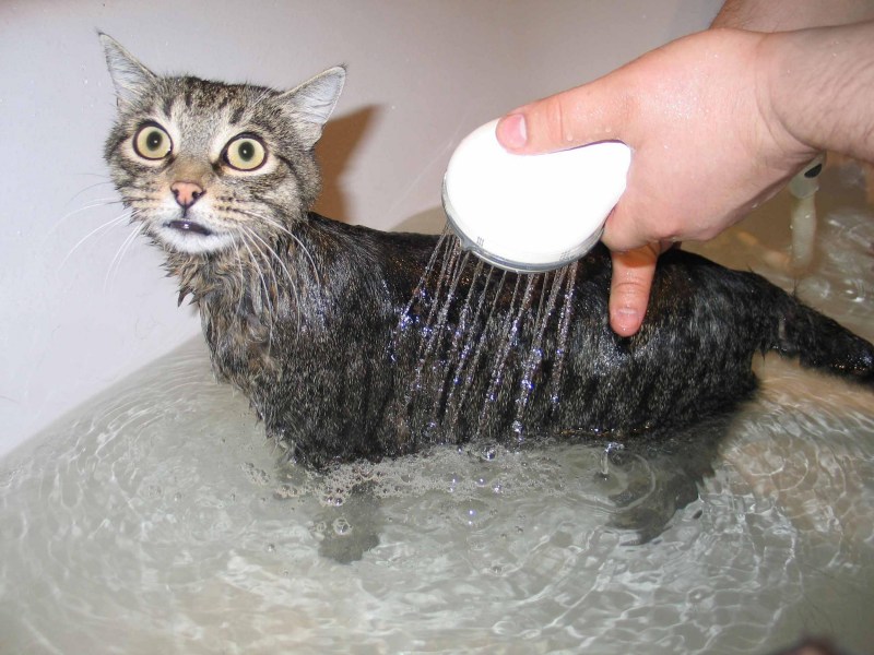 Купание домашнего кота