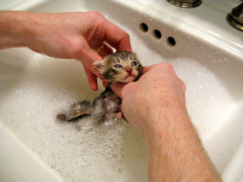 Мытые котята
