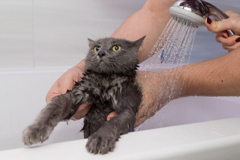 Купание кошки