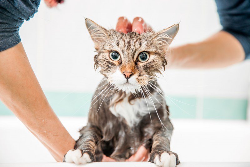Кота моют