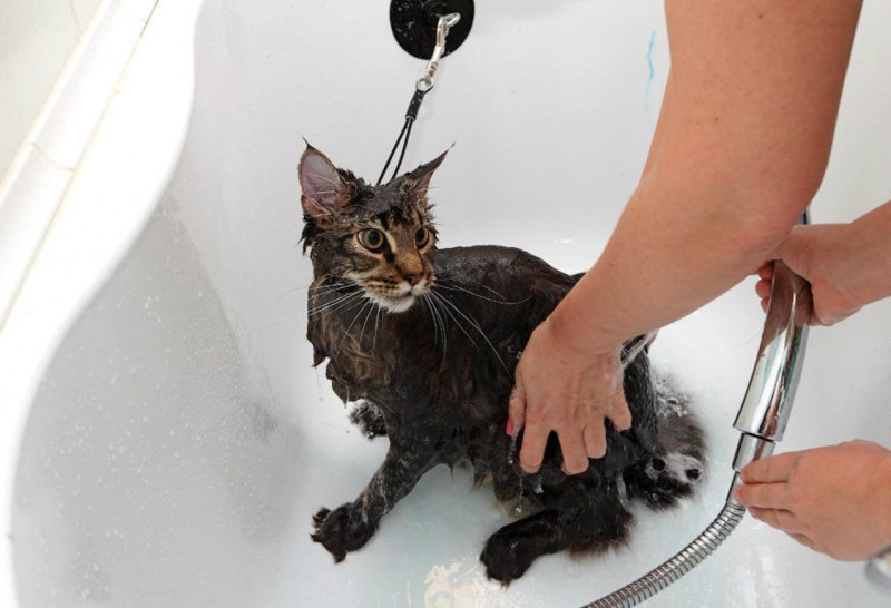 Купание кошки