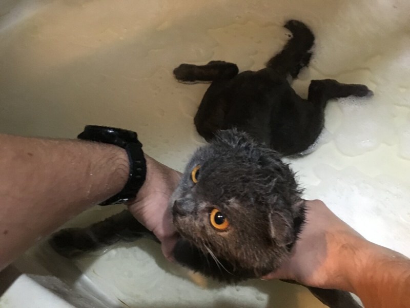 Как помыть кошку которая боится воды и царапается
