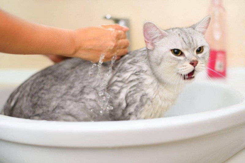 Температура воды для купания кошек