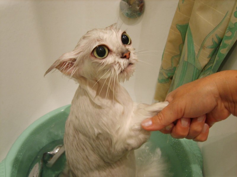 Смешные мокрые коты