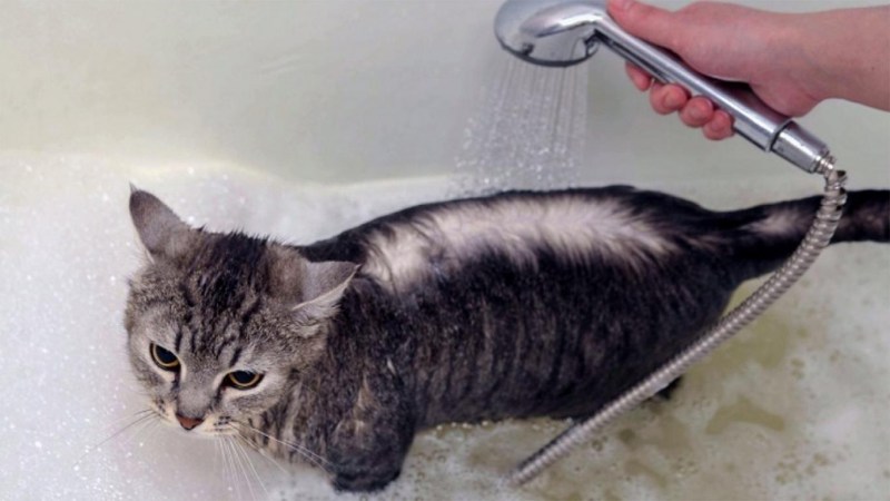 Мытье кошек груминг