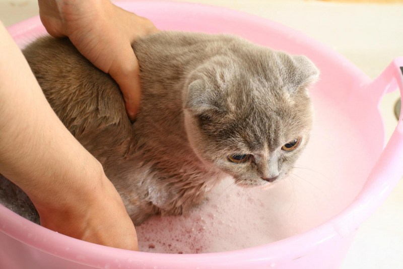 Купание котенка