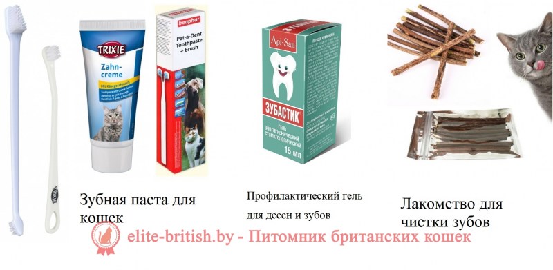 Зубная паста для котят