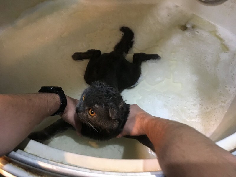Приспособление помыть кота