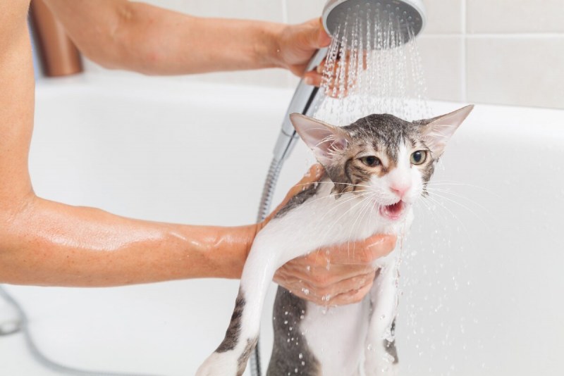 Кота купают