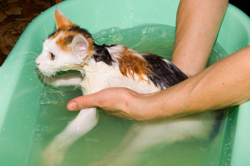 Кот боится воды
