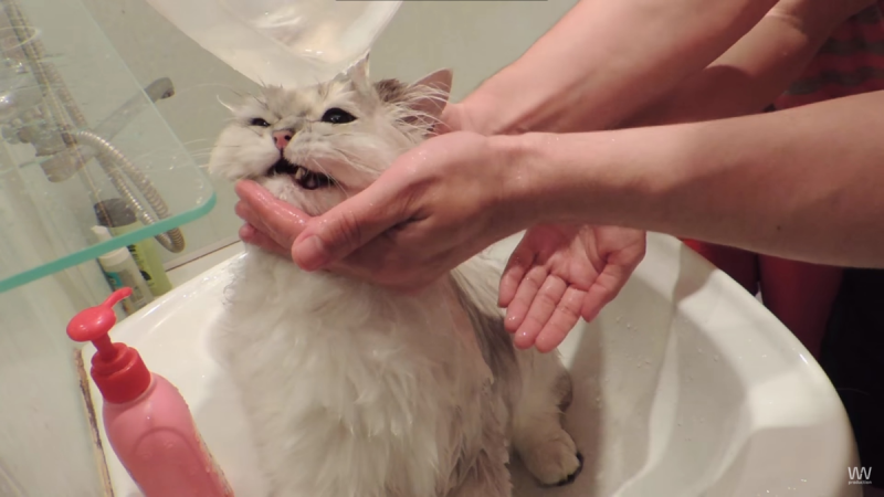 Намыленная кошка
