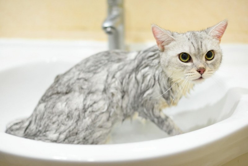 Мытье кошки