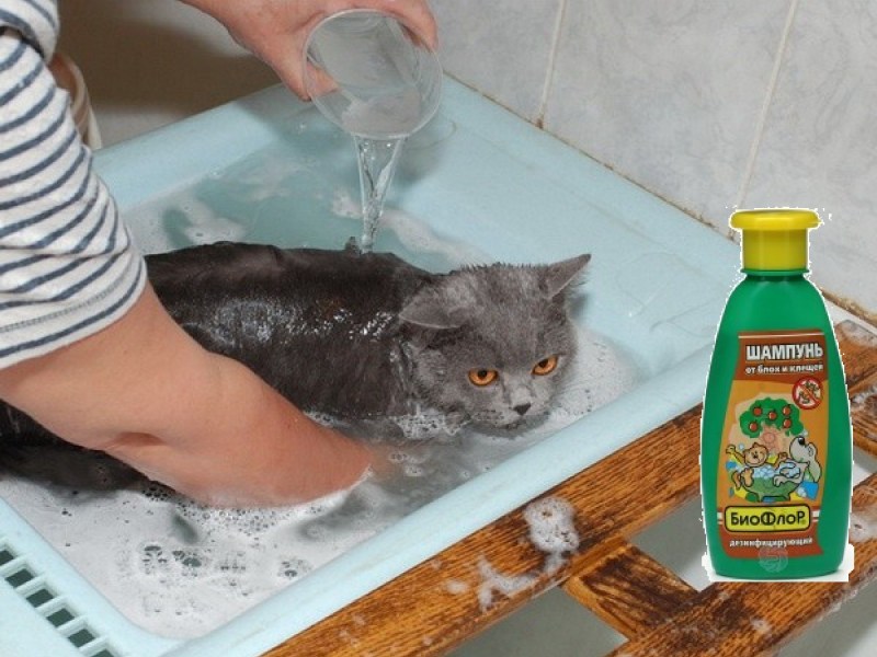 Кот британец моется