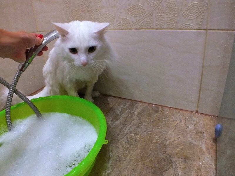 Помытый кот