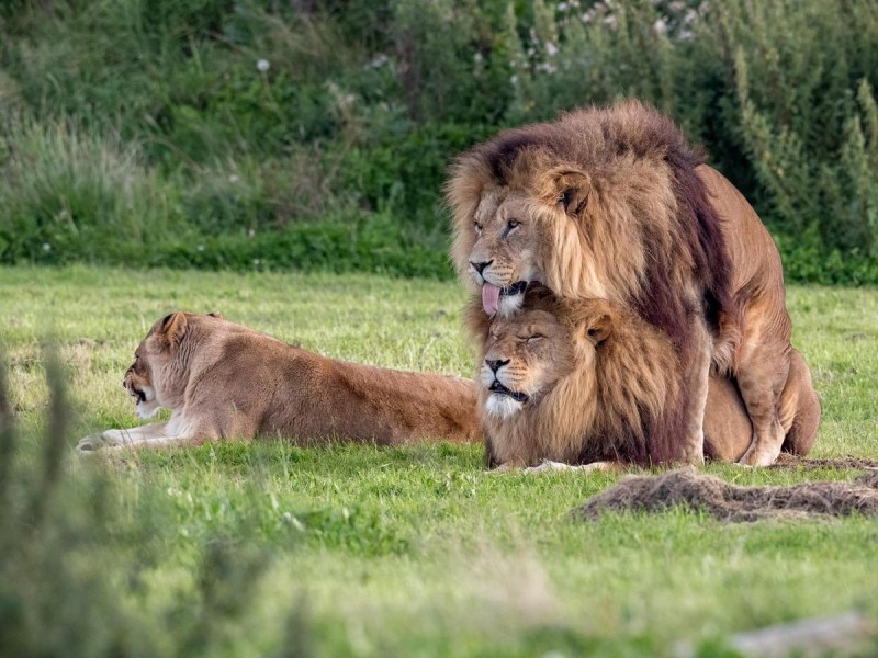 Спаривание Львов National Geographic