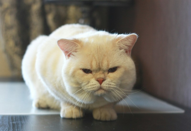 Шотландские колорные котята