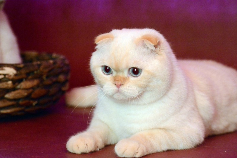 Ред Пойнт скоттиш фолд