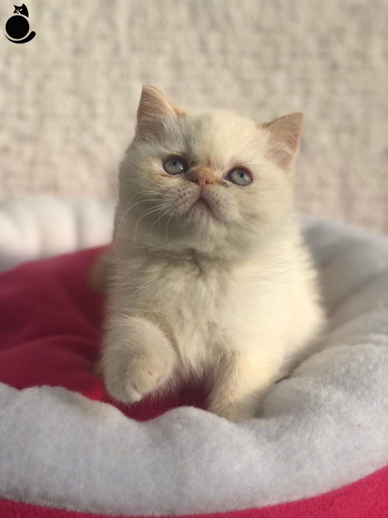 Тайская кошка ред поинт
