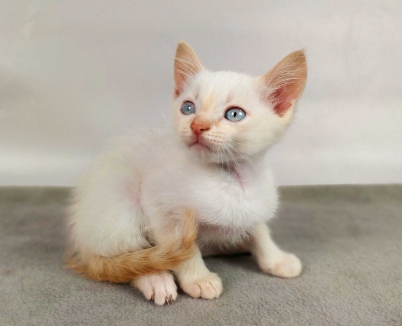 Кошка Bri ny12
