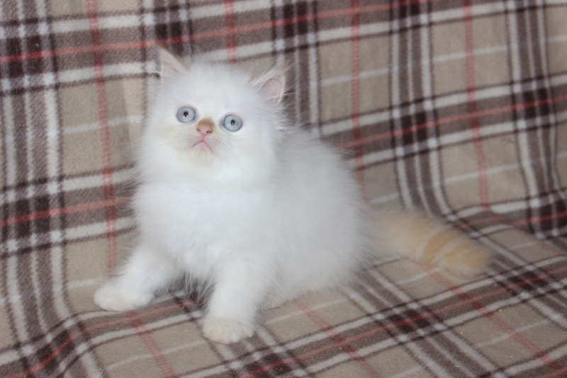 Фото котят двухмесячных Red Пойнт фолд