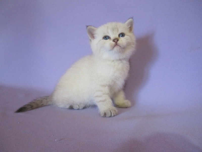 Тайские котята ред Пойнт