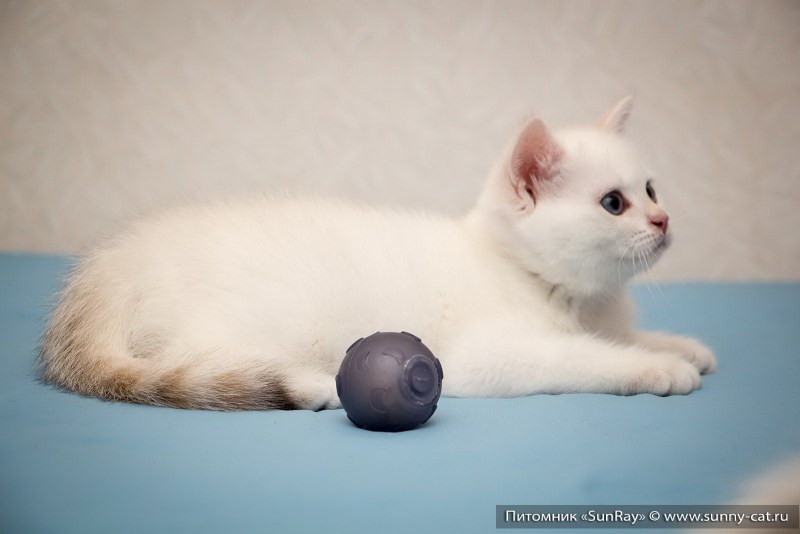 Red exotic Shorthair