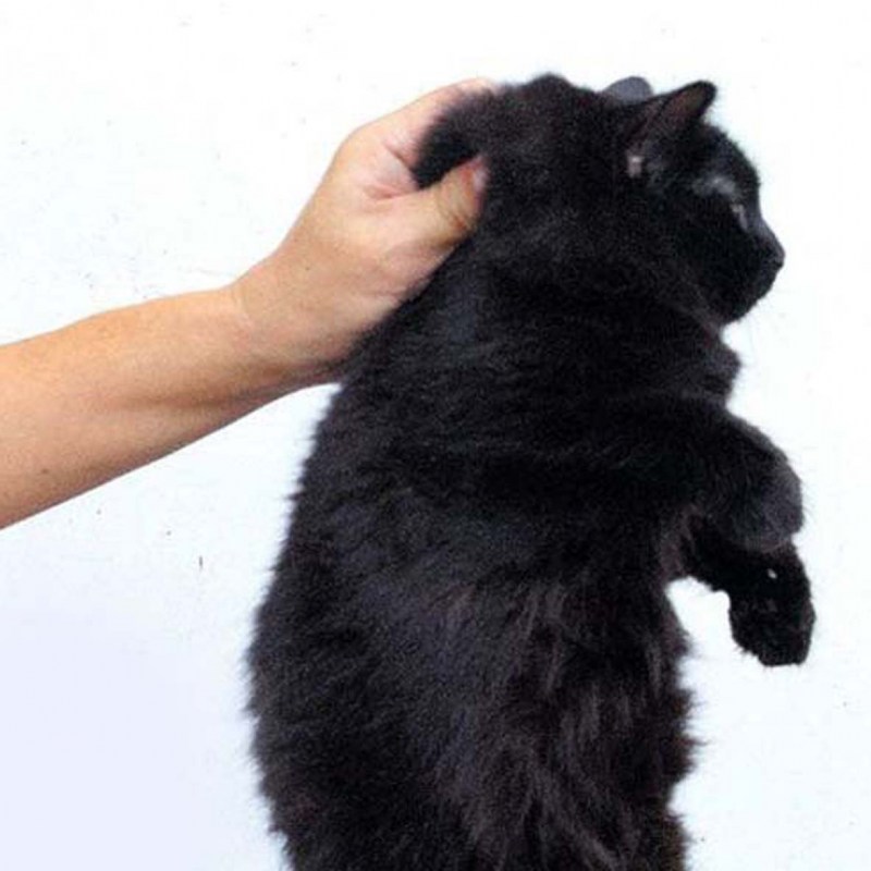 Кота держат за шкирку