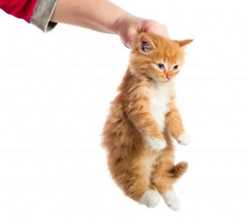 Кошка таскает котят