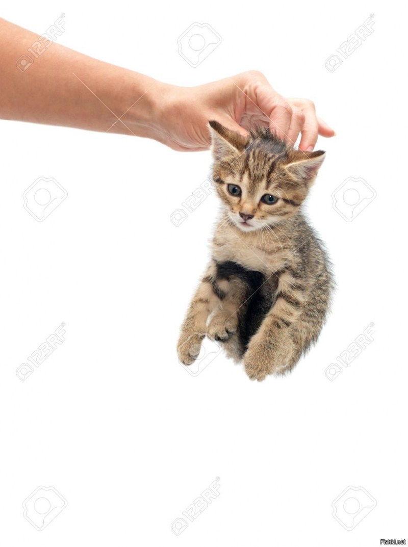 Котенок за шкирку