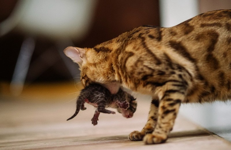Кошка несет котенка