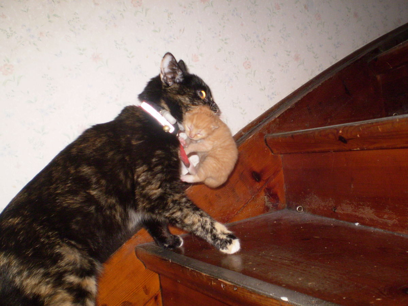 Кошка несёт котёнка за шкирку