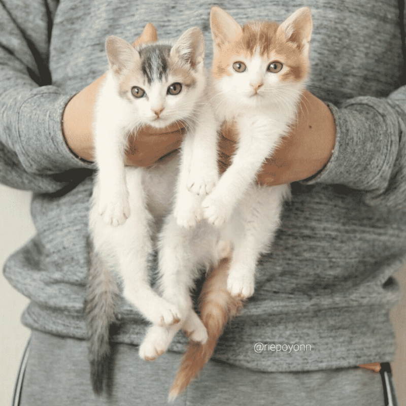 Кота держат за шкирку
