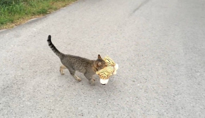 Кот на руках