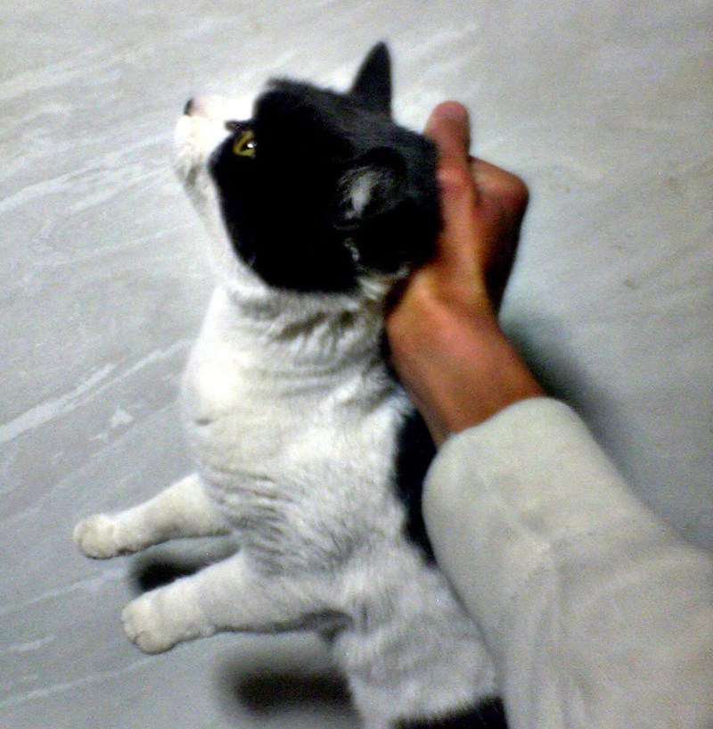 Котенок за шкирку