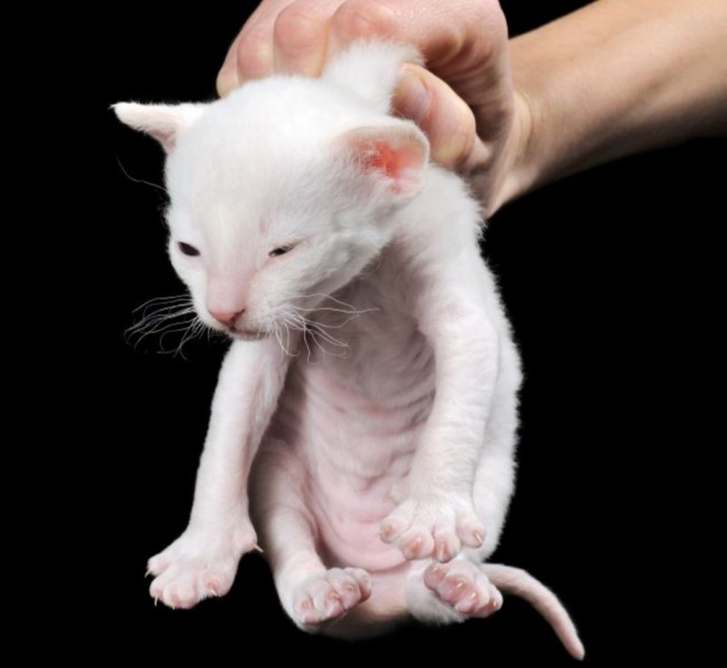 Кошку ругают