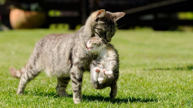 Кошка несёт котёнка за шкирку