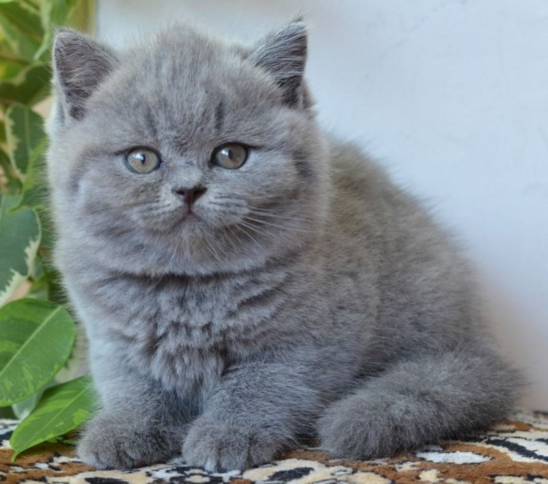 Порода котов британец котята
