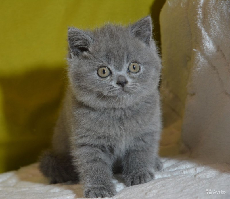 Котенок голубой Медвежонок