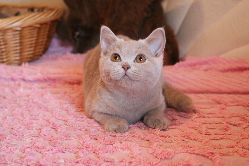 Чистокровный британец котенок