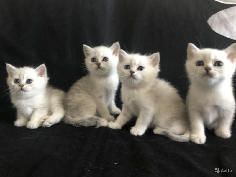 Британский котенок профиль