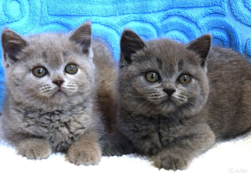 Британские короткошерстные котята Новорожденные