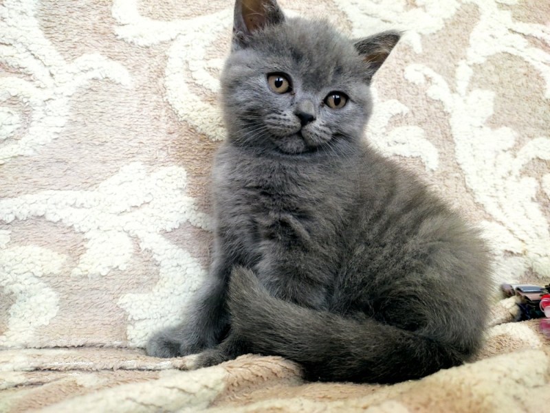 Заказать кота