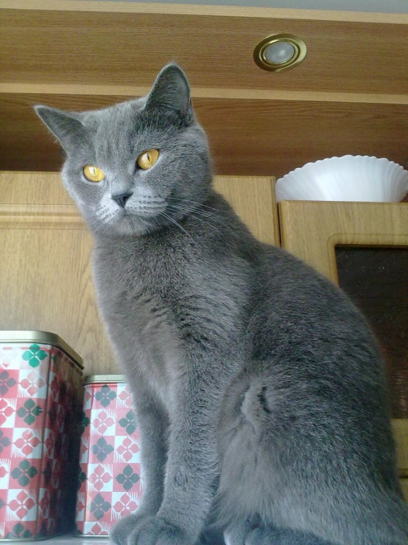 Котенок британец серый маленький