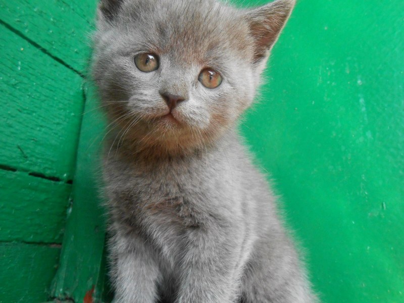 Британская короткошёрстная кошка котята