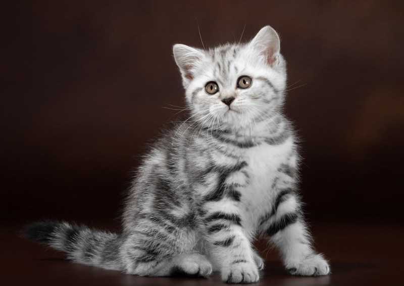 Чистокровный британец котенок