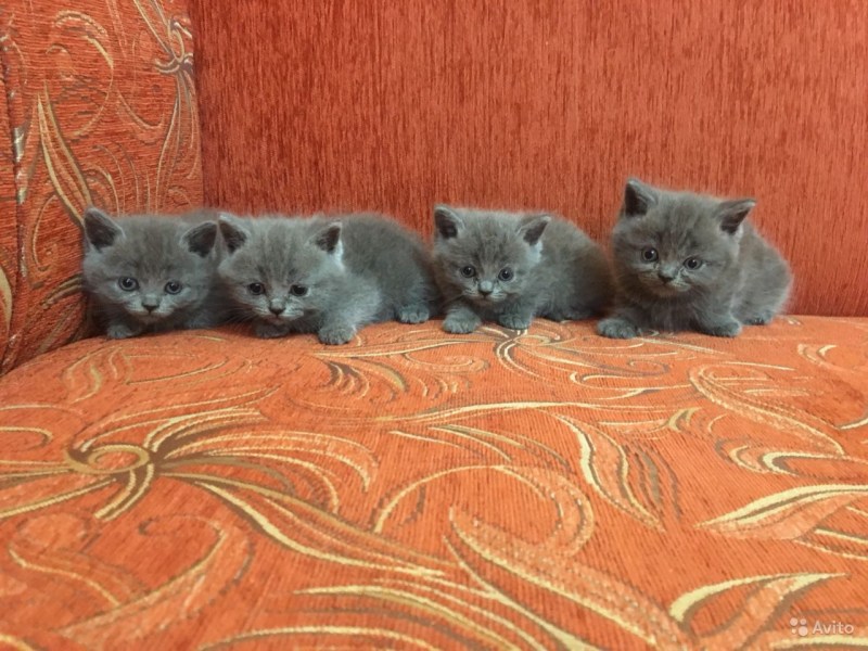 Чистокровный короткошерстный британец