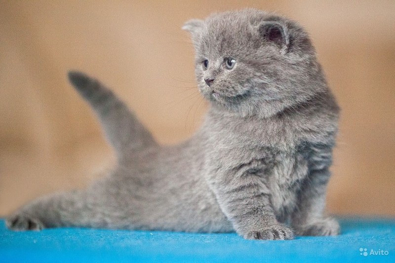 Котята разных пород
