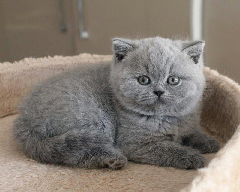 Серый котенок британец